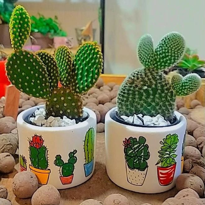 Mini Cacti In Cultivation