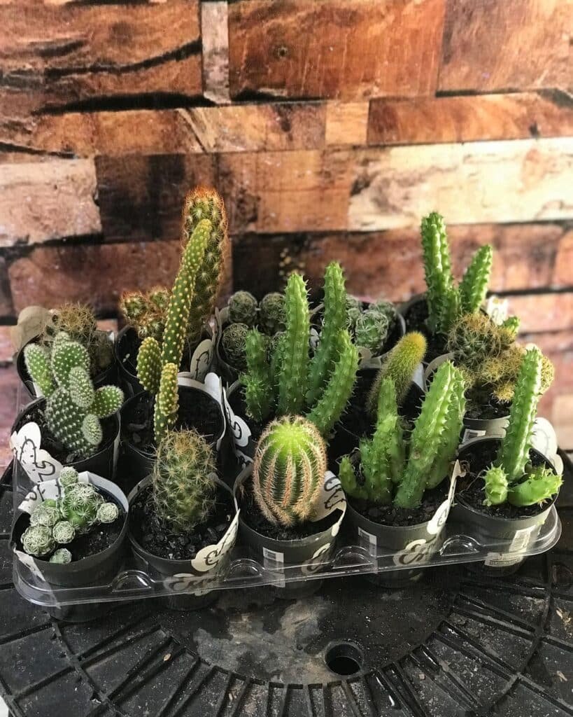 Mini Cacti In Cultivation