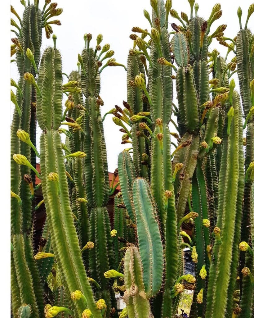 Cereus Peruvianus