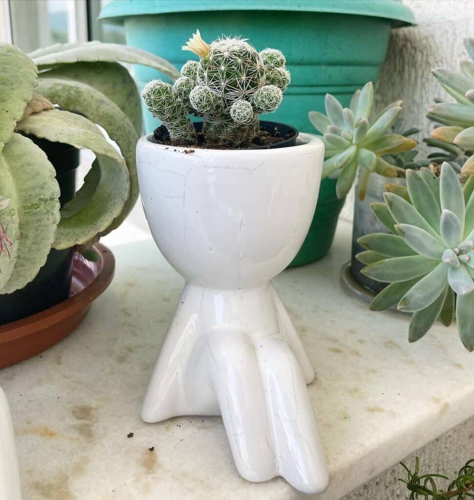 Small But Mighty: The Fascinating World Of Mini Cacti