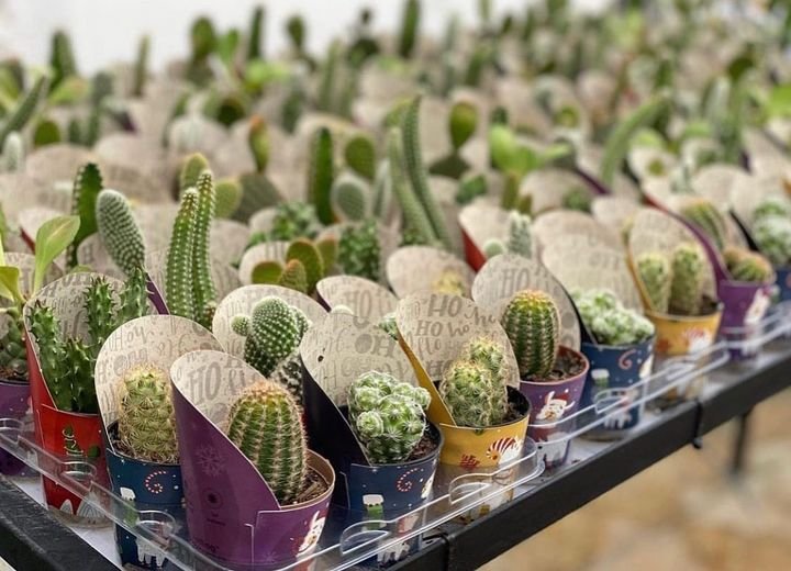 How To Grow And Care For Mini Cacti