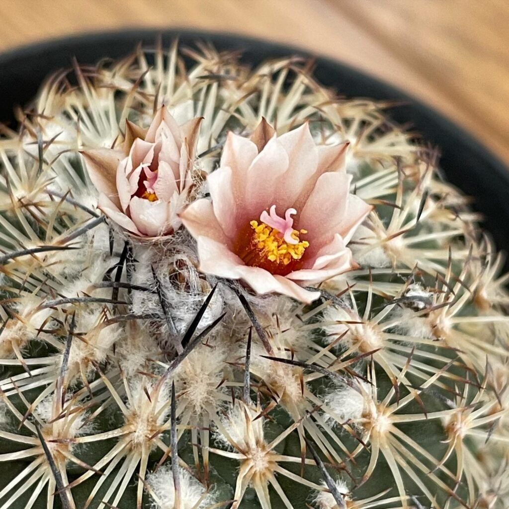 Turbinicarpus Ysabelae