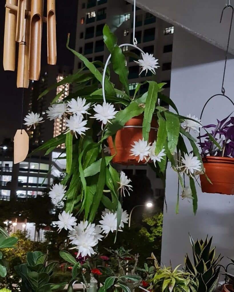 Epiphyllum Oxypetalum