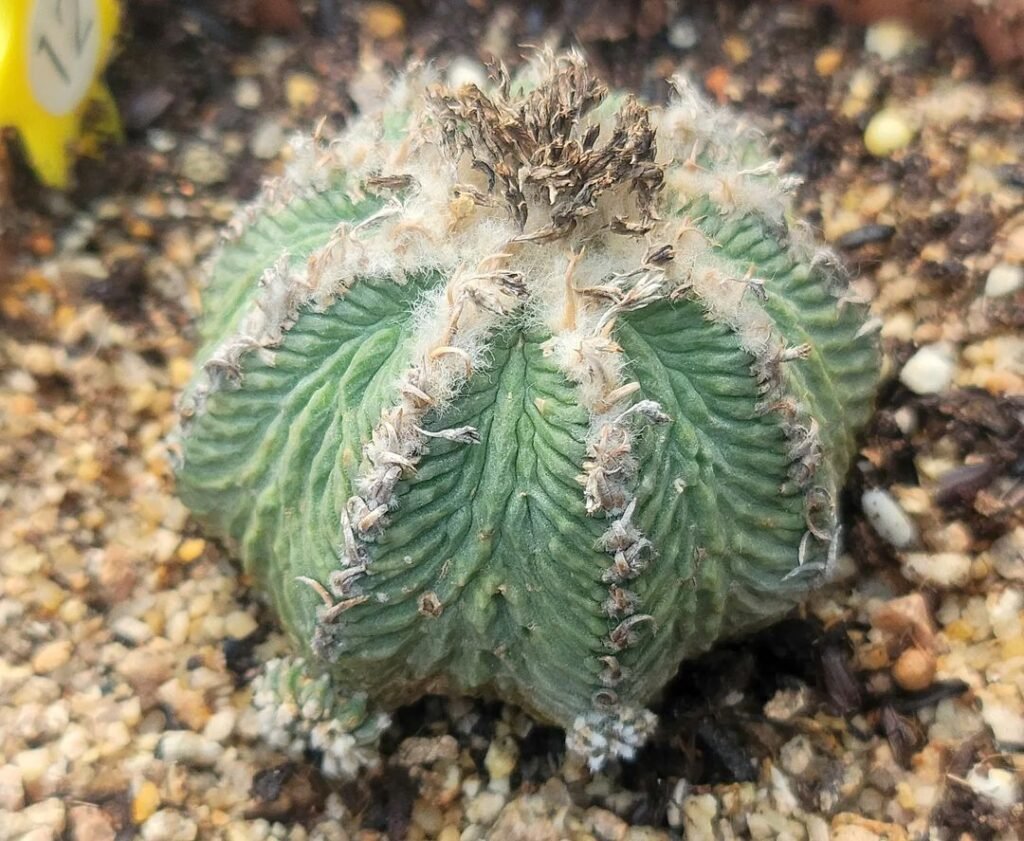 How To Propagate Aztekium