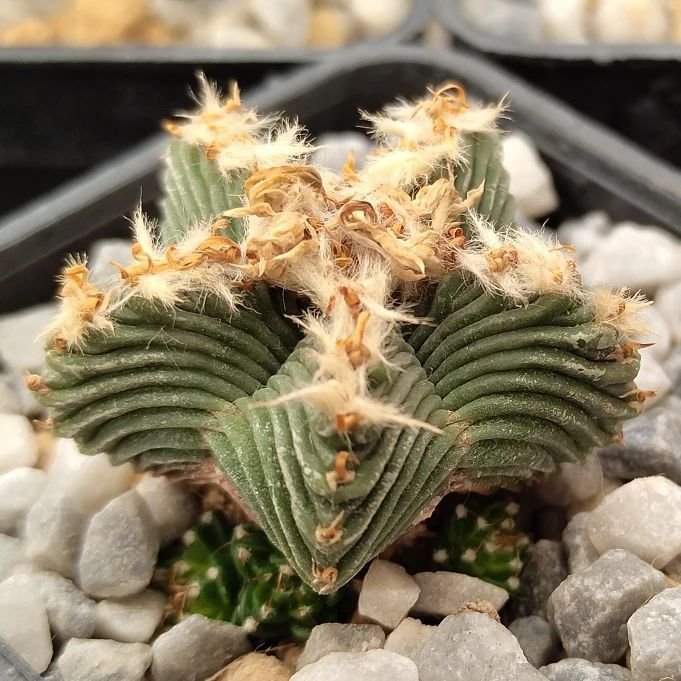 Top 2 Most Popular Types Of Aztekium Pictorial Guide