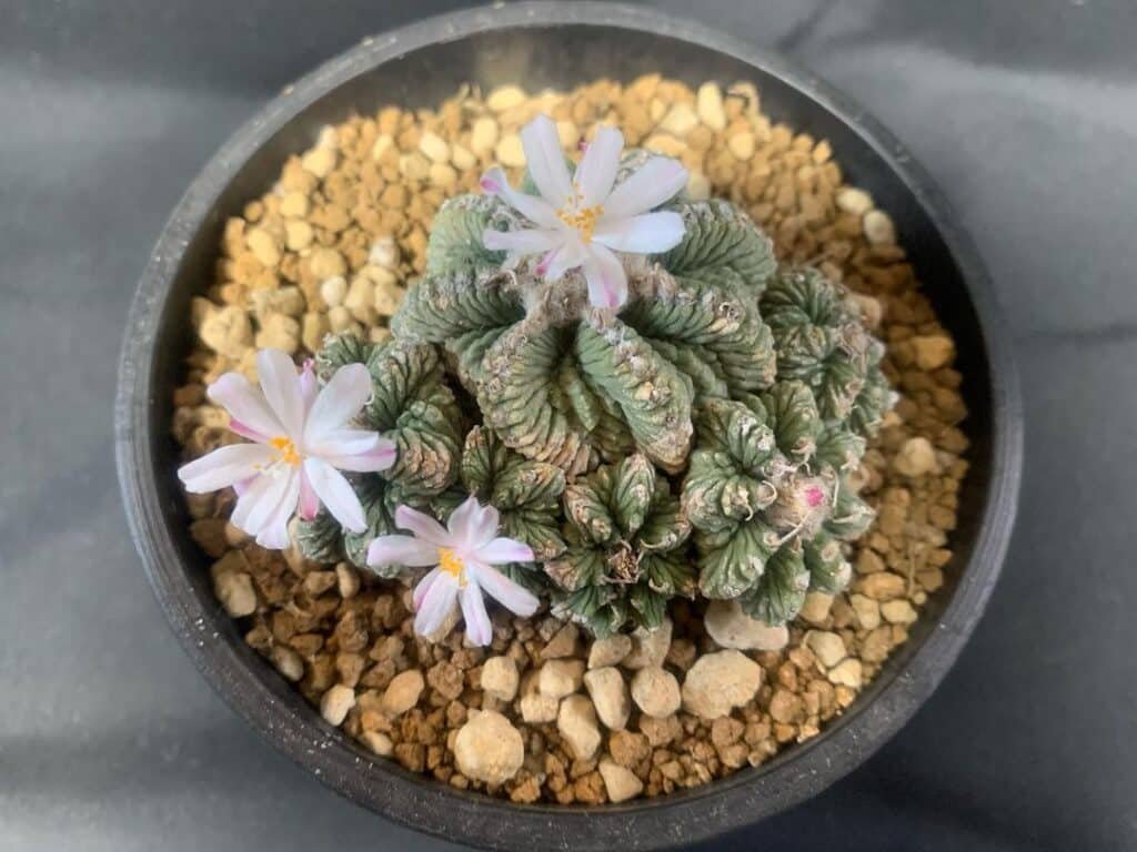 Top 2 Most Popular Types Of Aztekium Pictorial Guide