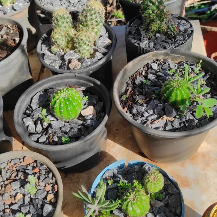 Top 5 FAQ And Answers For Mini Cacti