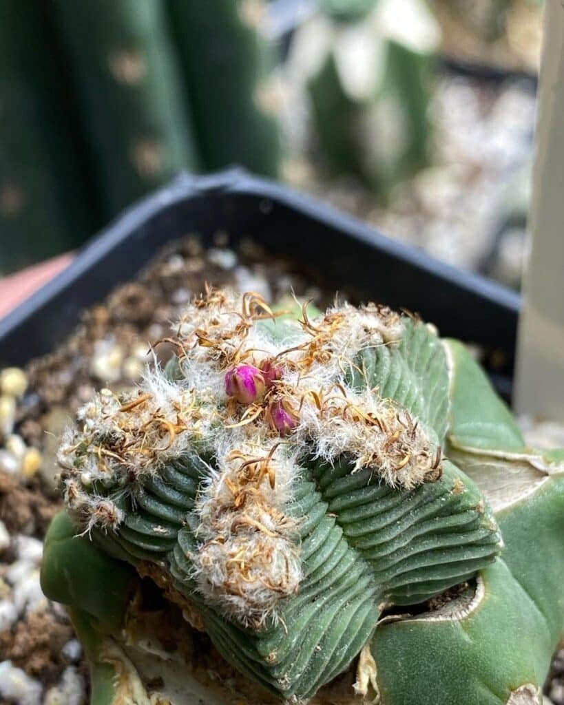 Top 2 Most Popular Types Of Aztekium Pictorial Guide