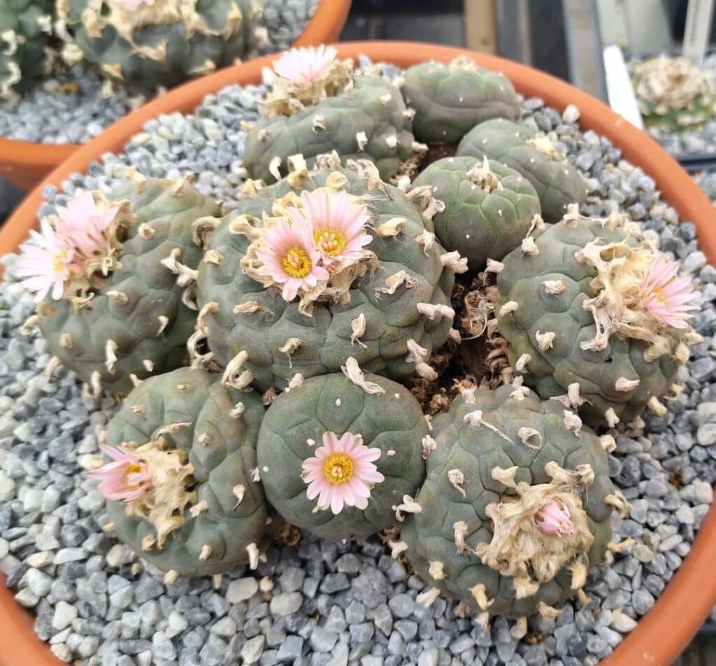 Top 2 Most Popular Types Of Aztekium Pictorial Guide