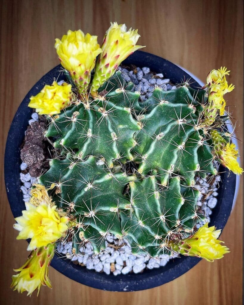 Top 10 Interesting Facts About Thelocactus Hexacanthus