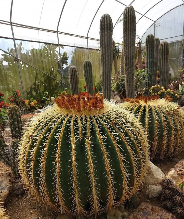 Golden Barrel Cactus