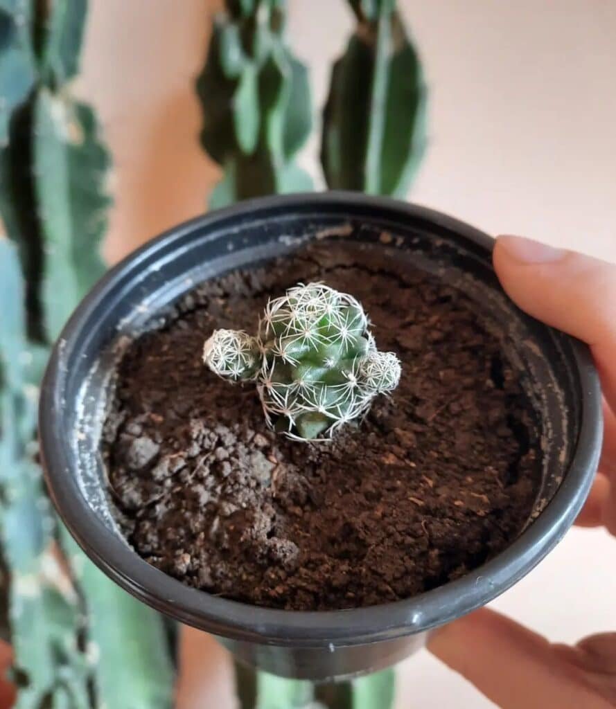 Internet's Latest Obsession: Cute Spiral Cacti!