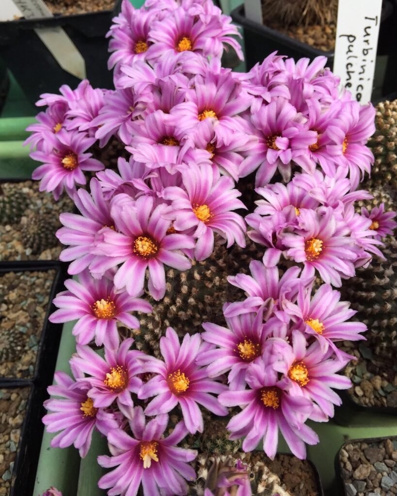 20 Most Popular Types Of Turbinicarpus Pictorial Guide