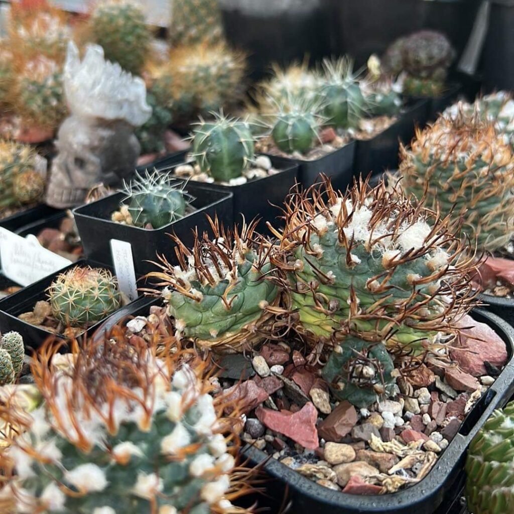 Care Requirements For Turbinicarpus