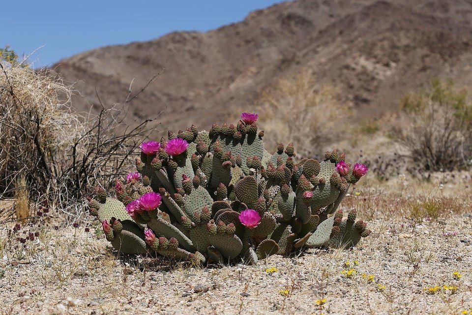 Opuntia Basilaris