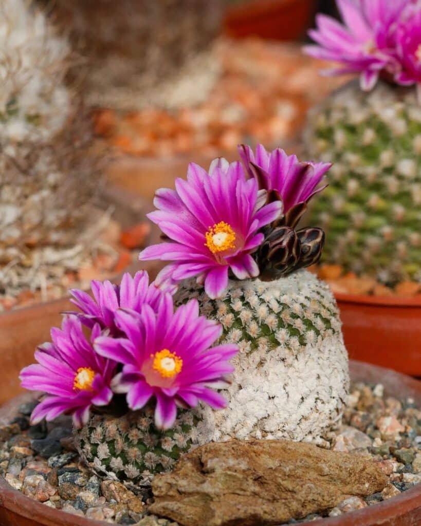 Top 5 FAQ And Answers For Turbinicarpus