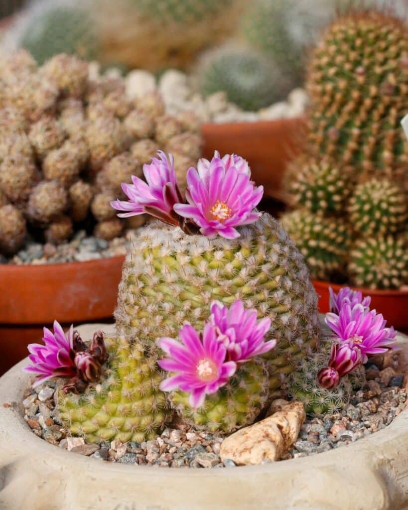 How To Grow And Care For Turbinicarpus