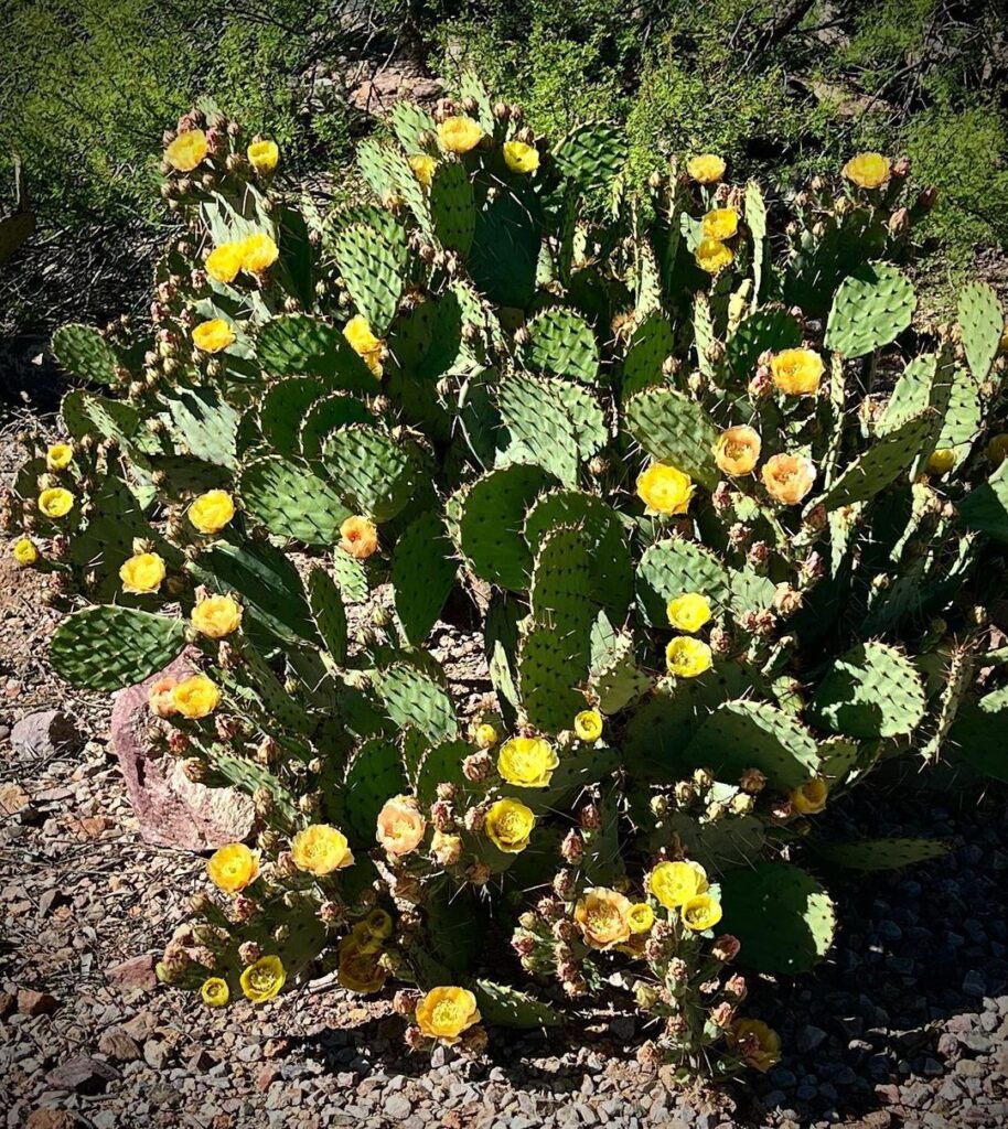 10 Most Popular Types Of Prickly Pear Pictorial Guide