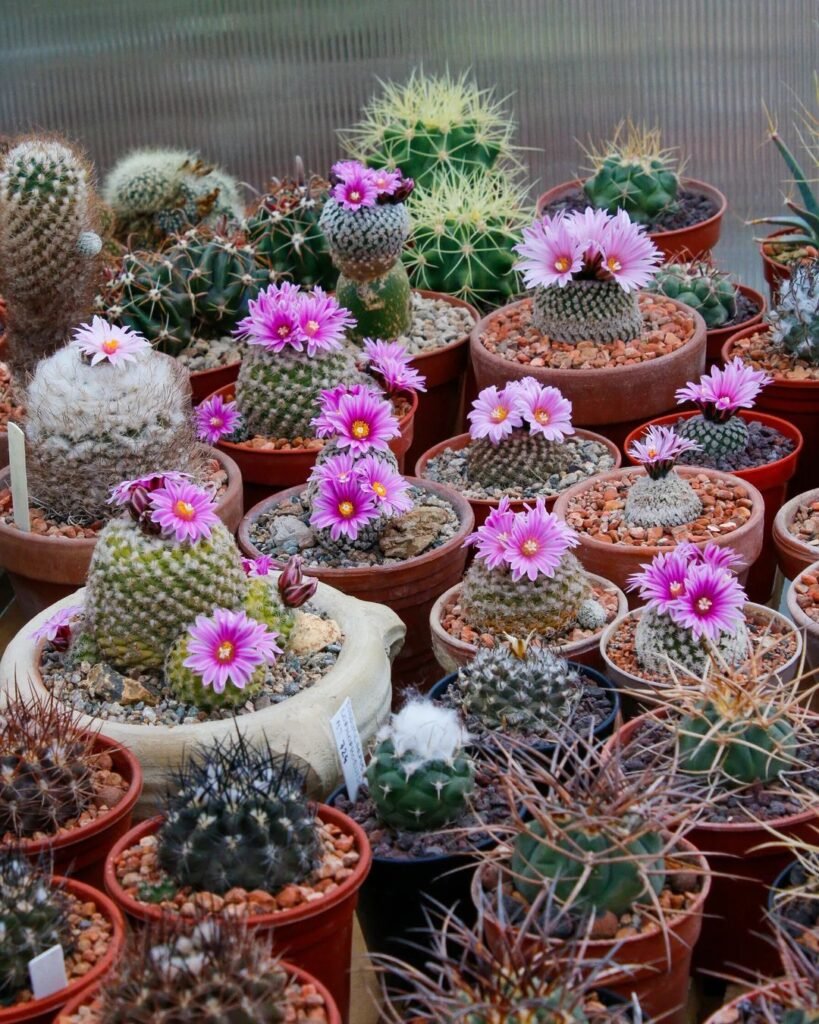 Top 10 Interesting Facts About Turbinicarpus