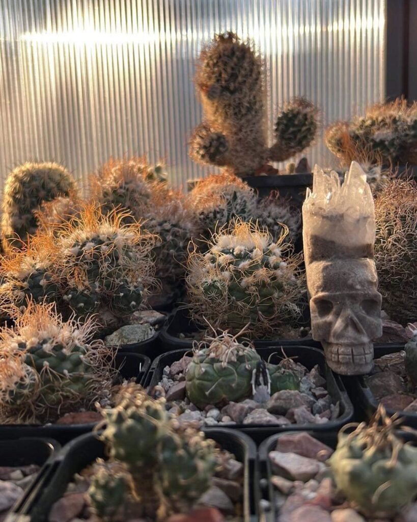 Top 5 FAQ And Answers For Turbinicarpus