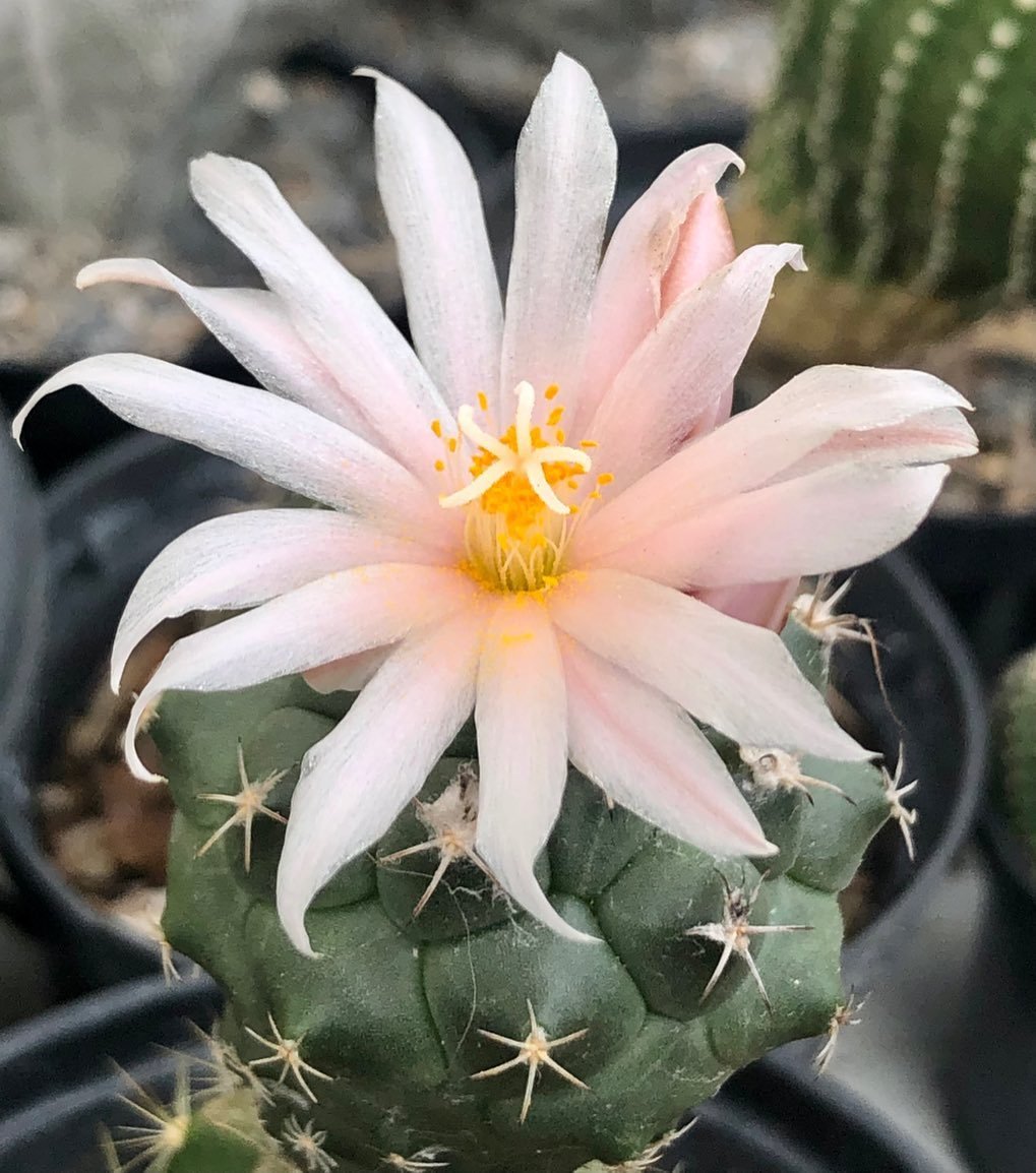 Turbinicarpus Lophophoroides