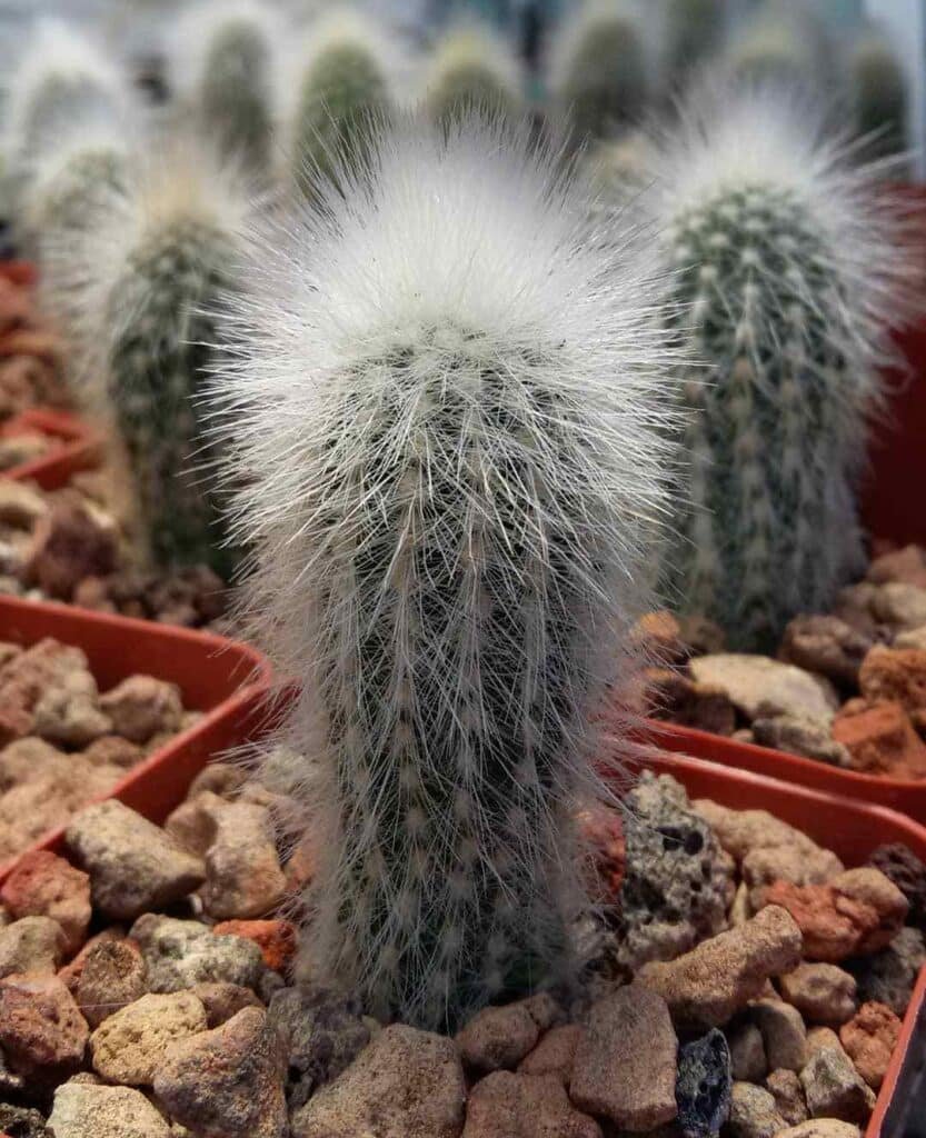 Weberbauerocereus Rauhii