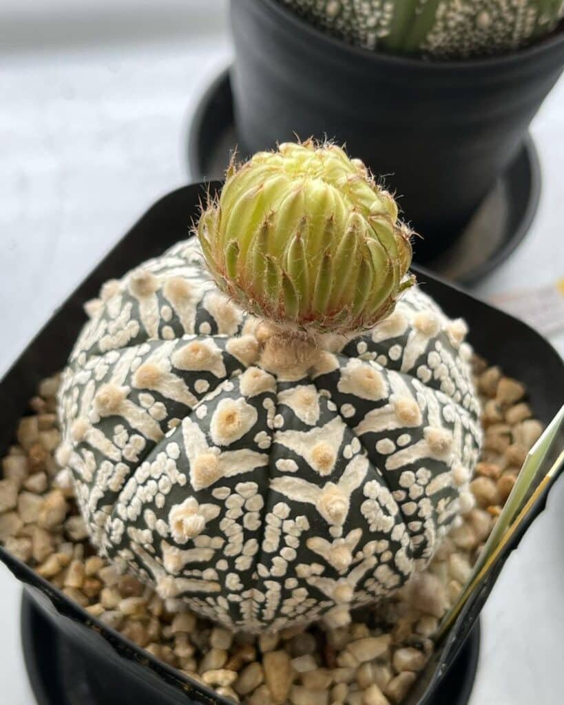 Astrophytum Asterias
