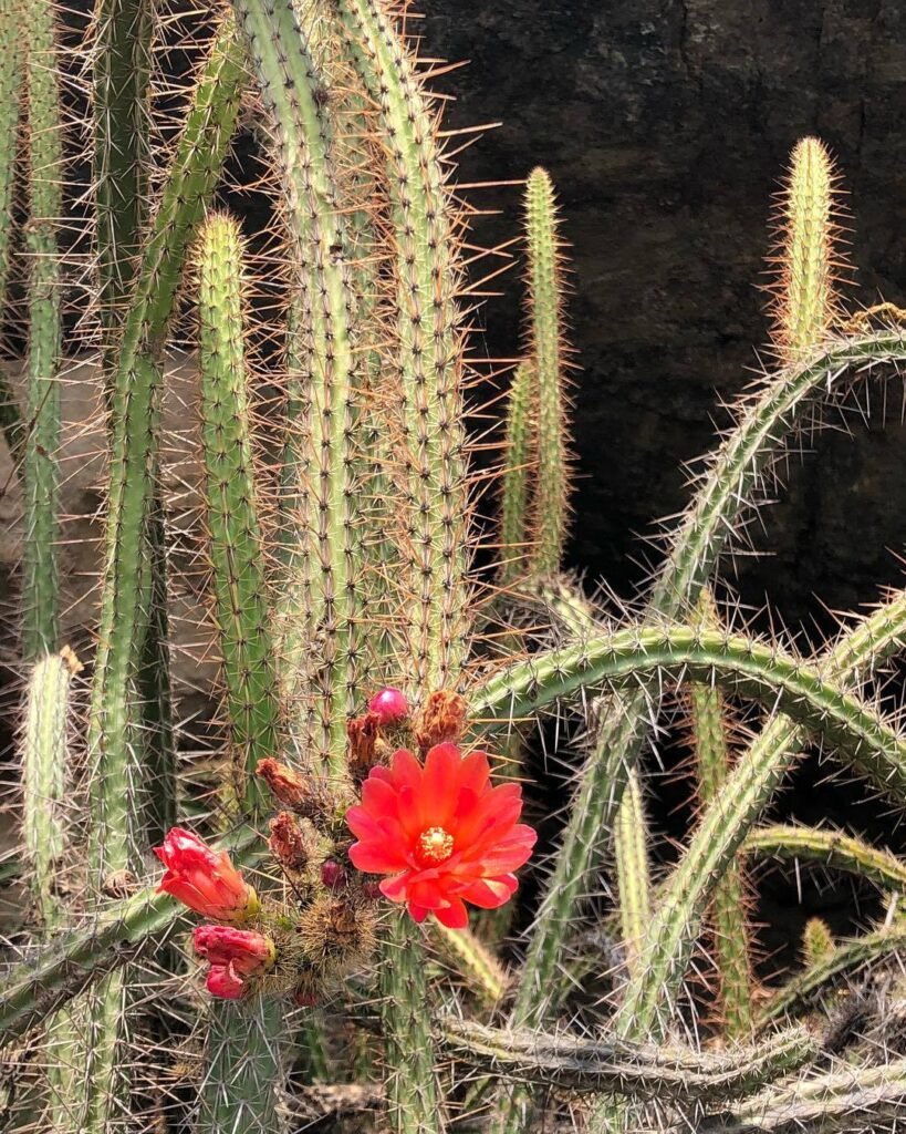 How To Grow And Care For Corryocactus