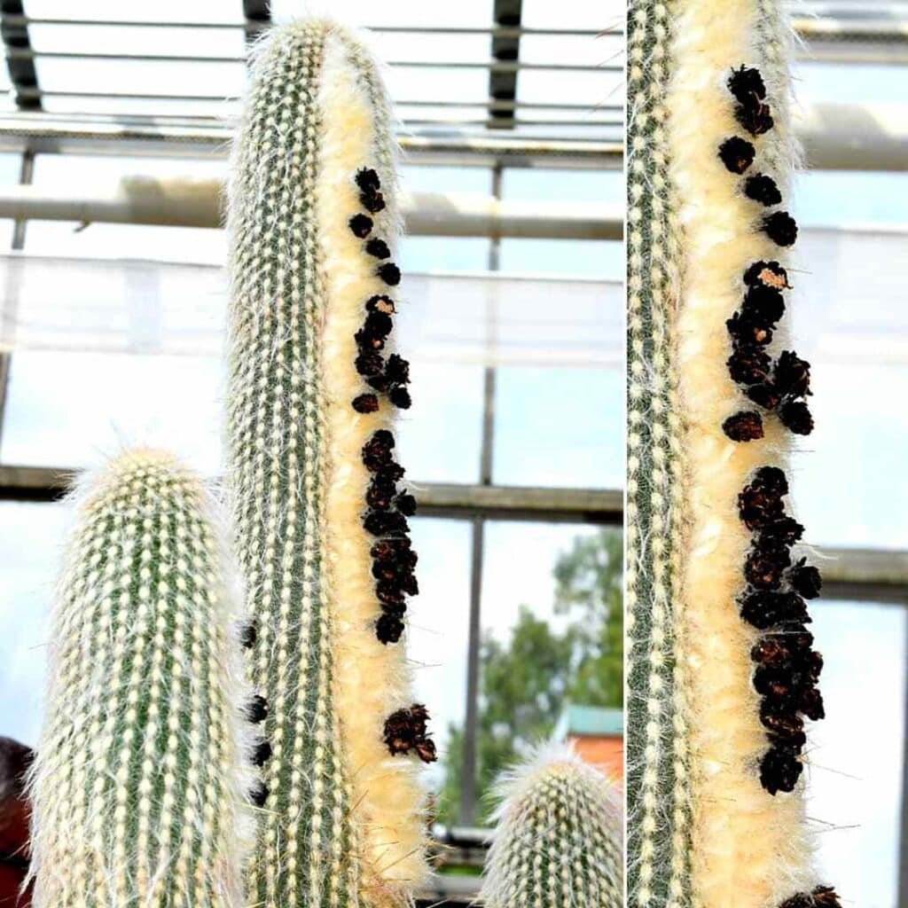 How To Propagate Weberbauerocereus