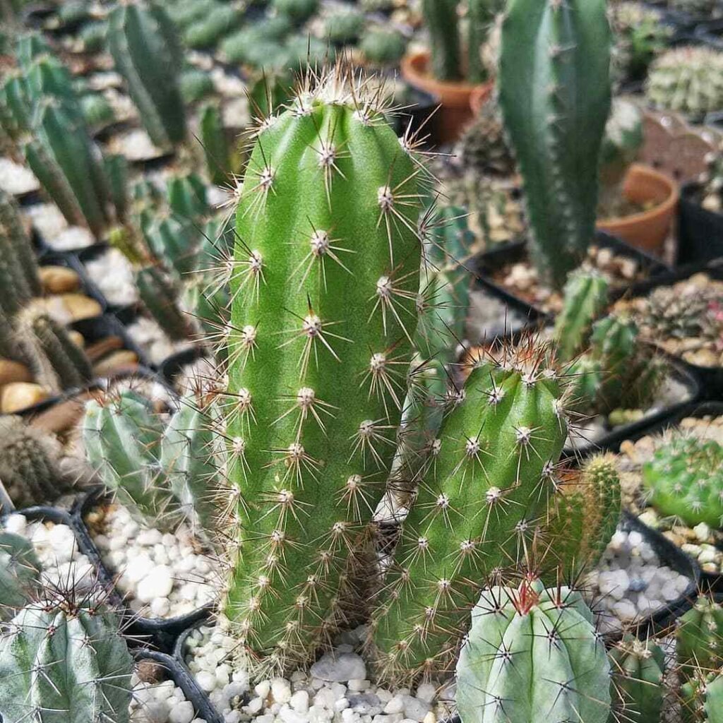 Top 6 Most Popular Types Of Corryocactus Pictorial Guide