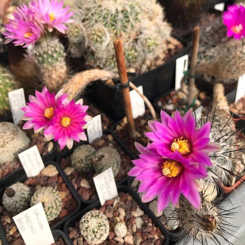 Turbinicarpus Subterraneus