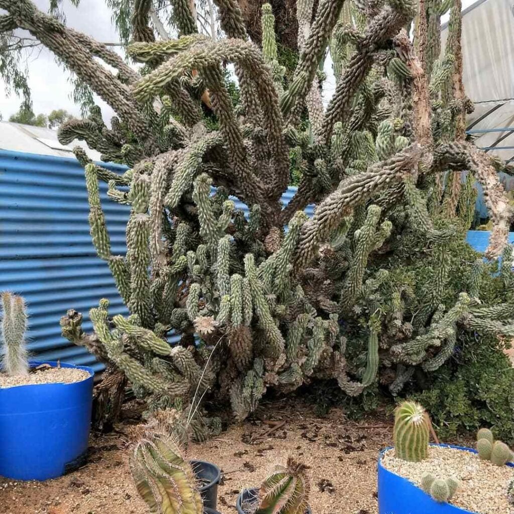 10 Rare And Stunning Cactus Varieties To Elevate Your Garden!