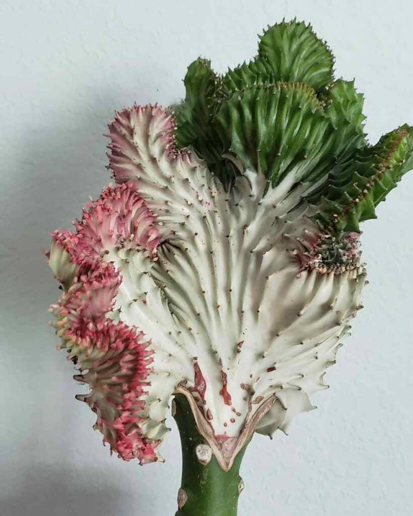 How To Grow And Care For Rare And Stunning Cactus Varieties