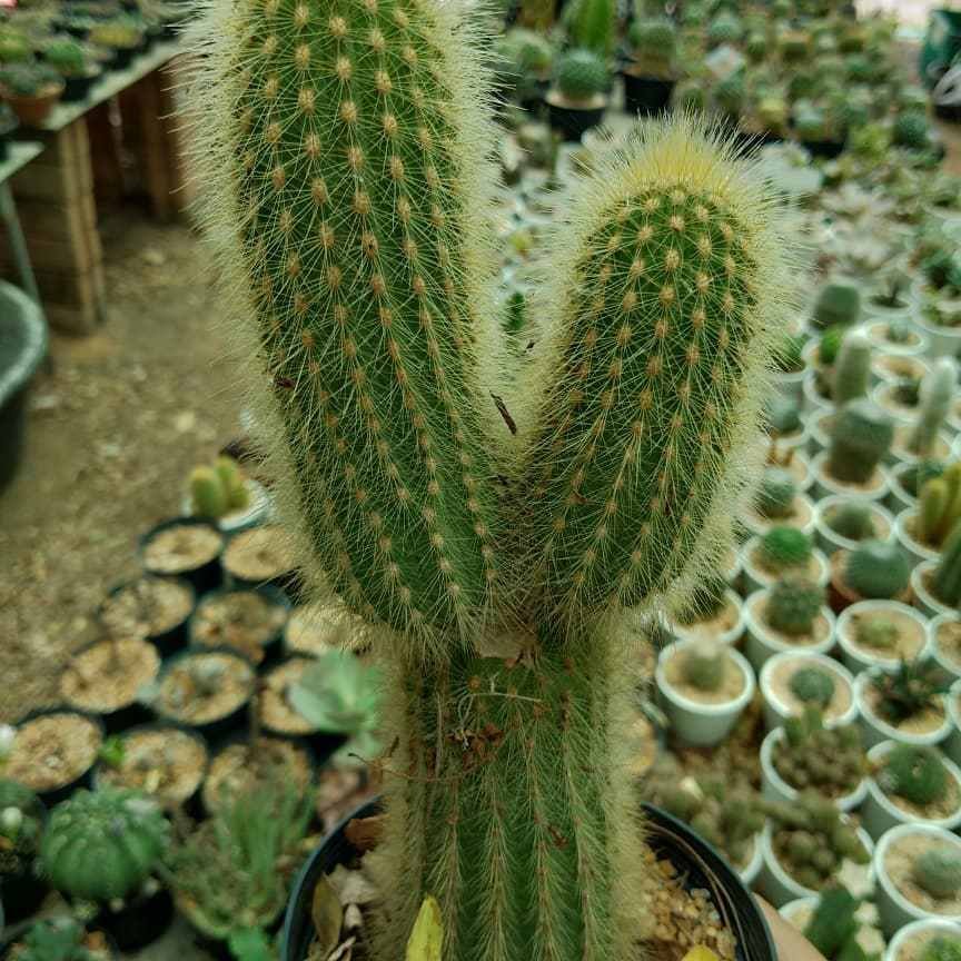 Weberbauerocereus Johnsonii