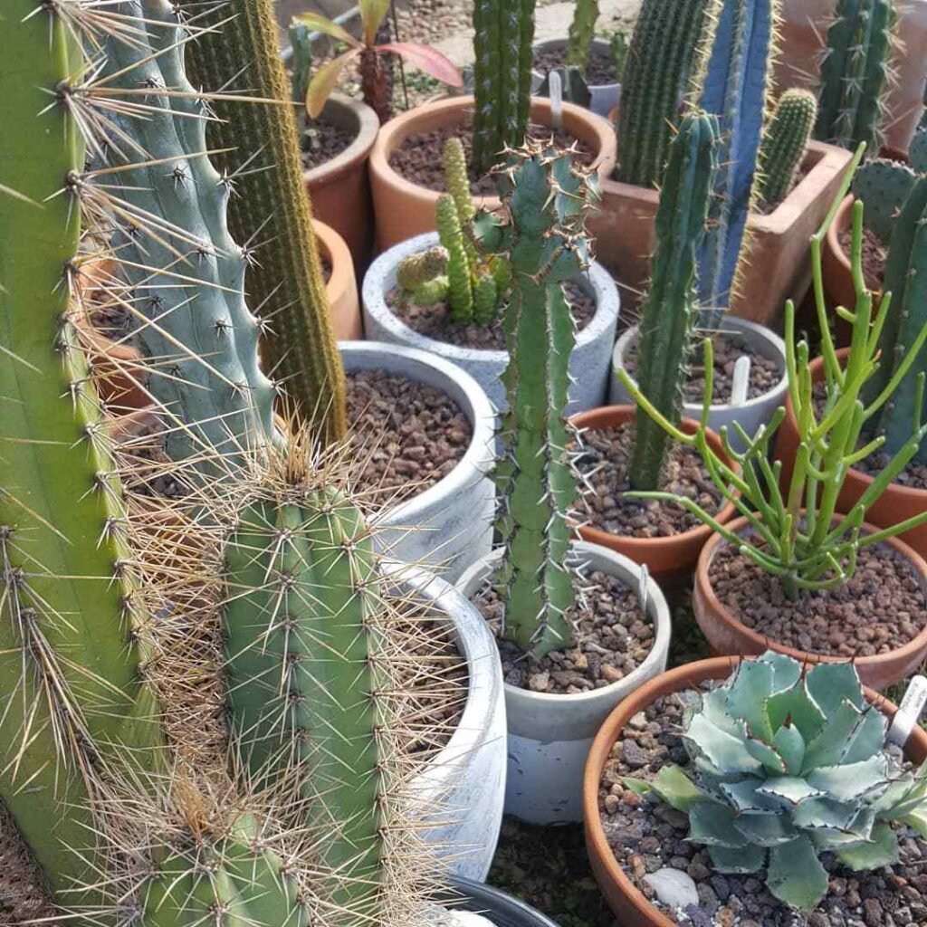 Top 5 FAQ And Answers For Weberbauerocereus