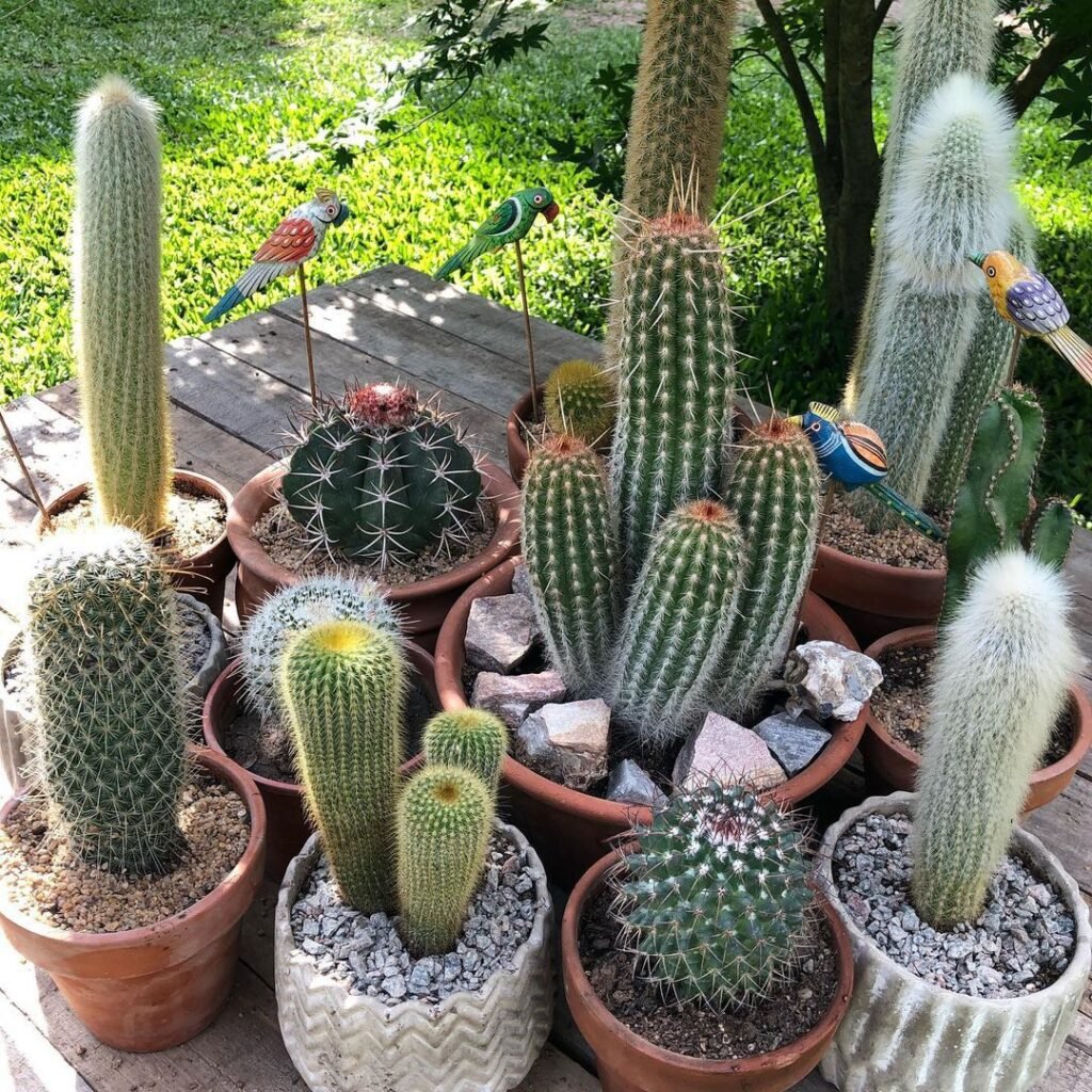 5 Most Popular Types Of Weberbauerocereus Pictorial Guide