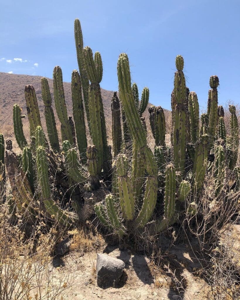 How To Propagate Corryocactus