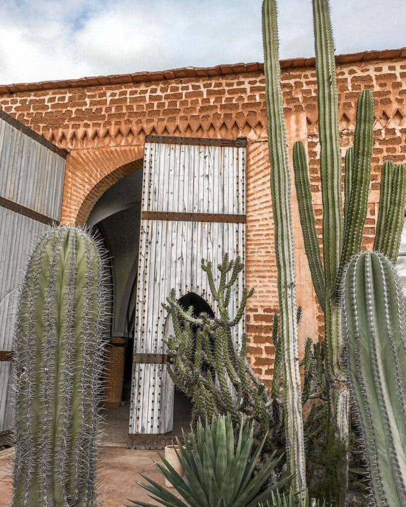 Top 10 Interesting Facts About Weberbauerocereus