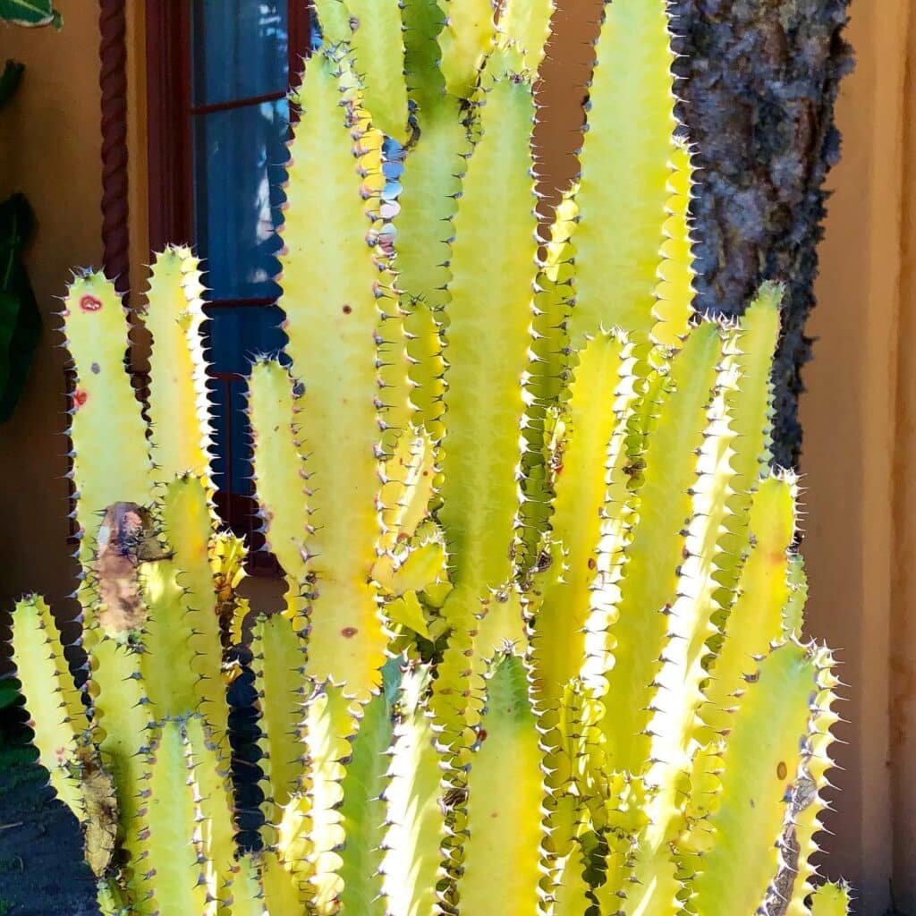 How To Propagate Rare And Stunning Cactus Varieties