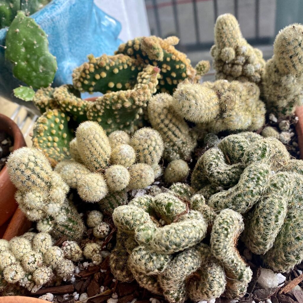 Top 5 FAQ And Answers For Rare And Stunning Cactus Varieties
