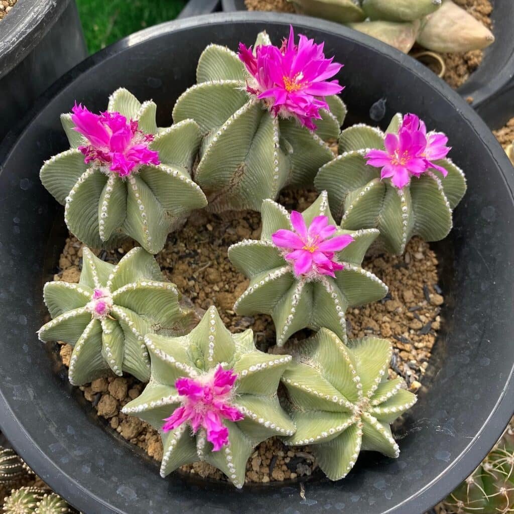 Top 2 Most Popular Types Of Aztekium Pictorial Guide