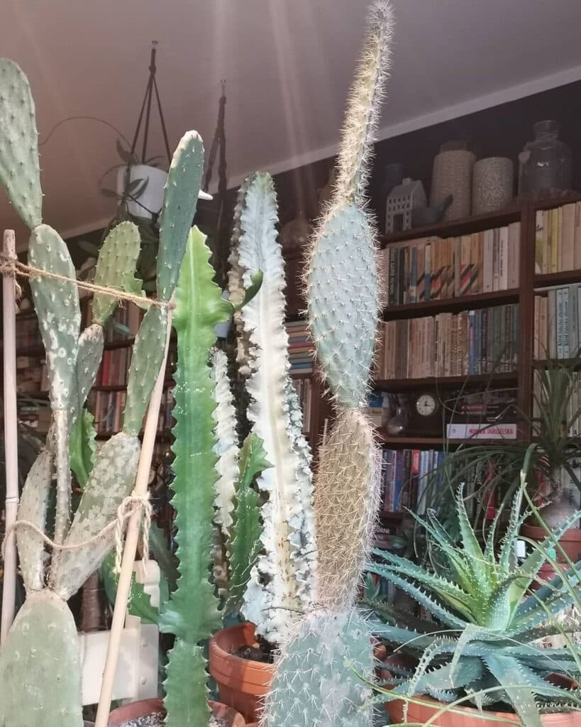How To Grow And Care For Fengshui With Cactus