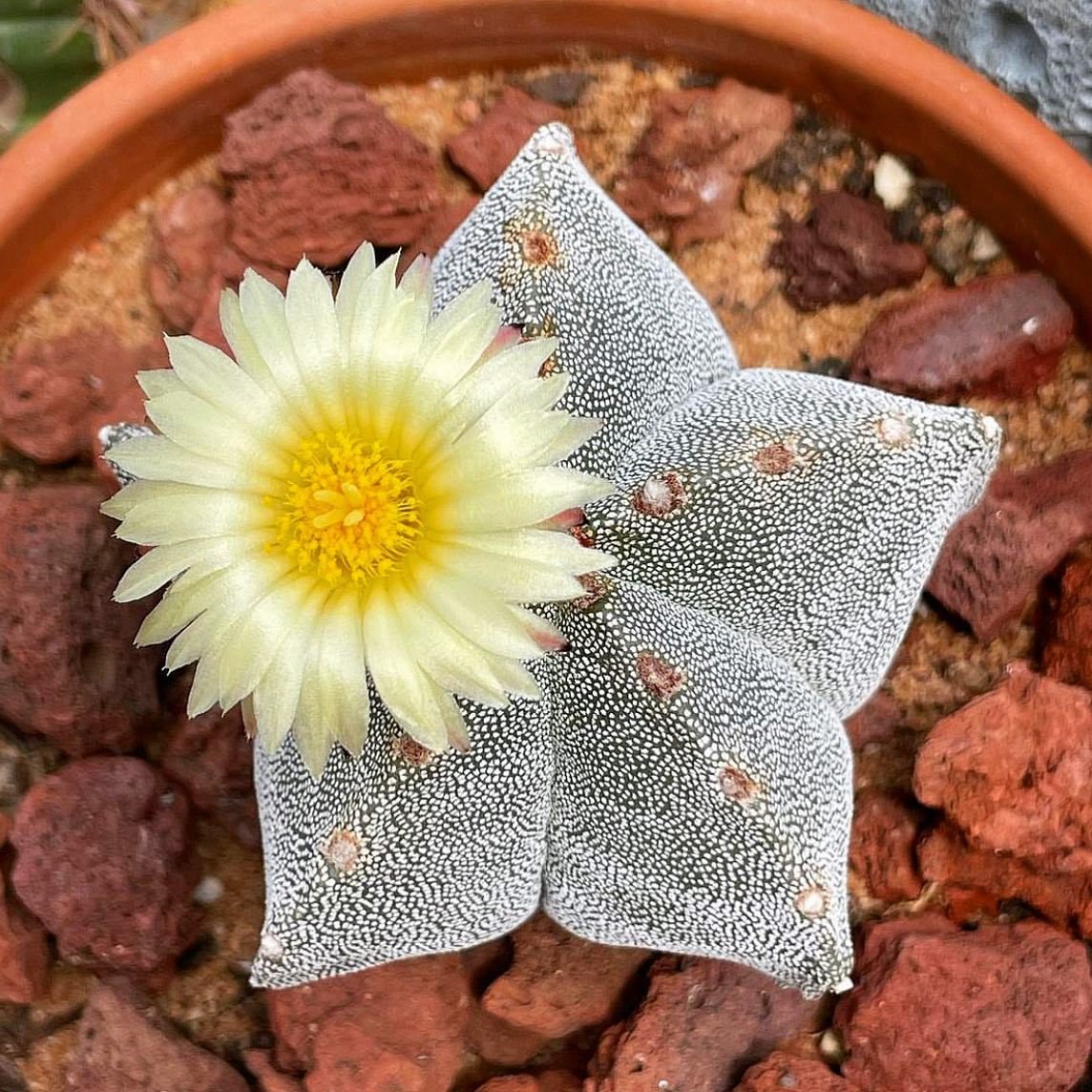 Bishop's Cap Cactus (Astrophytum Myriostigma)