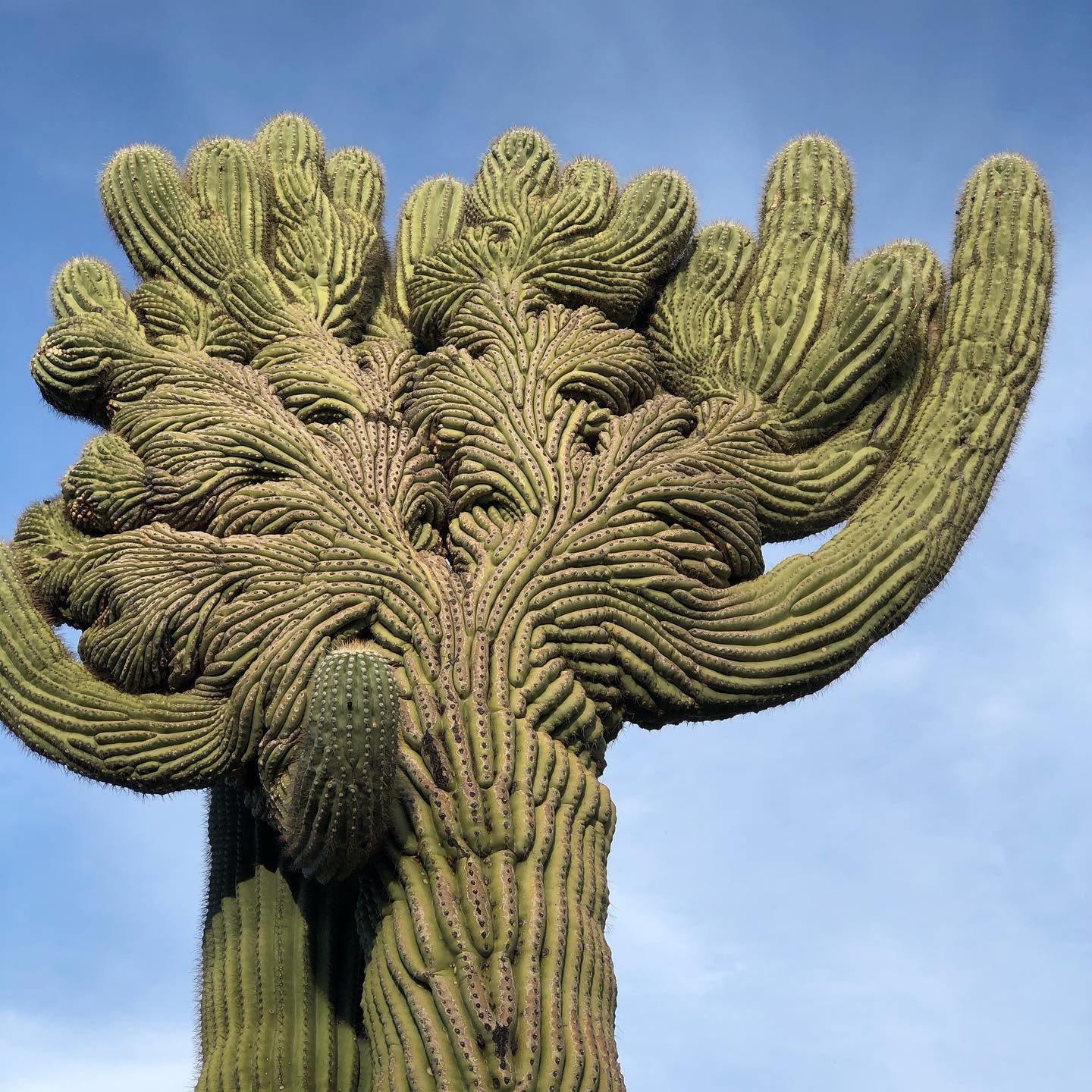 Crested Saguaro Cactus (Carnegiea Gigantea F. Cristata)