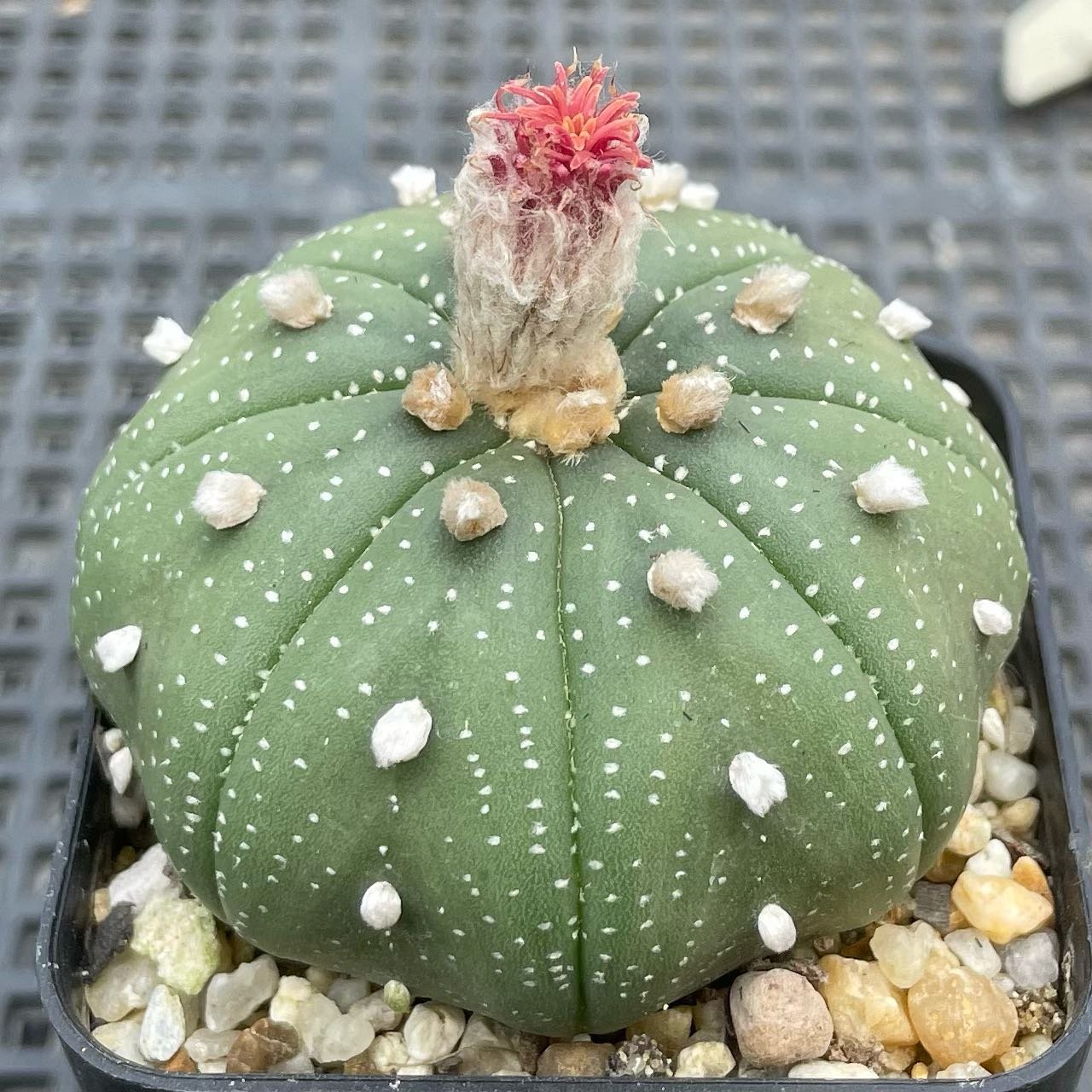 Star Cactus (Astrophytum Asterias)
