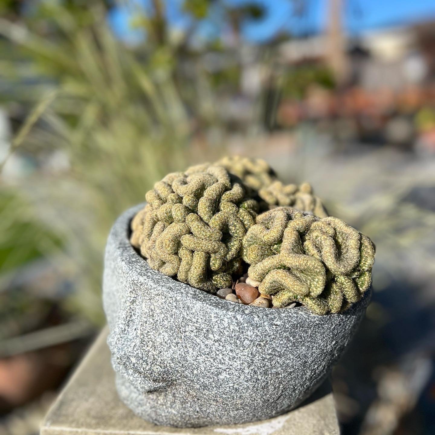 Brain Cactus (Mammillaria Elongata)
