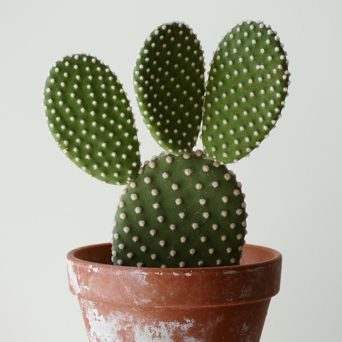 Bunny Ears Cactus (Opuntia Microdasys)
