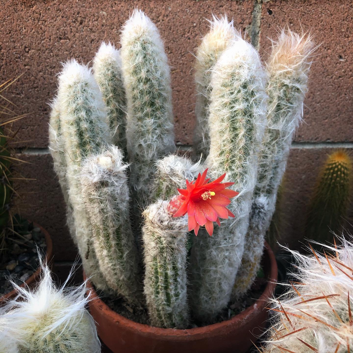 Old Man Cactus (Cephalocereus Senilis)