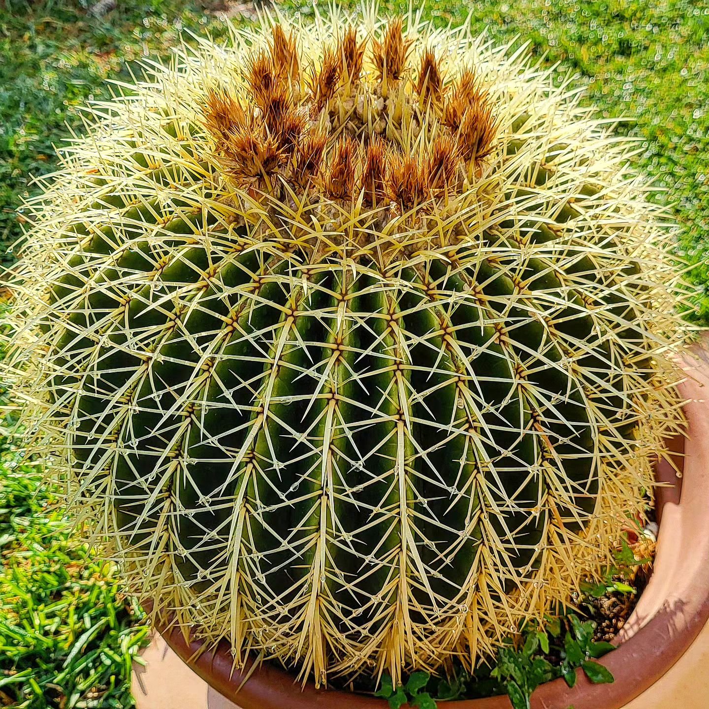 Golden Barrel Cactus (Echinocactus Grusonii)