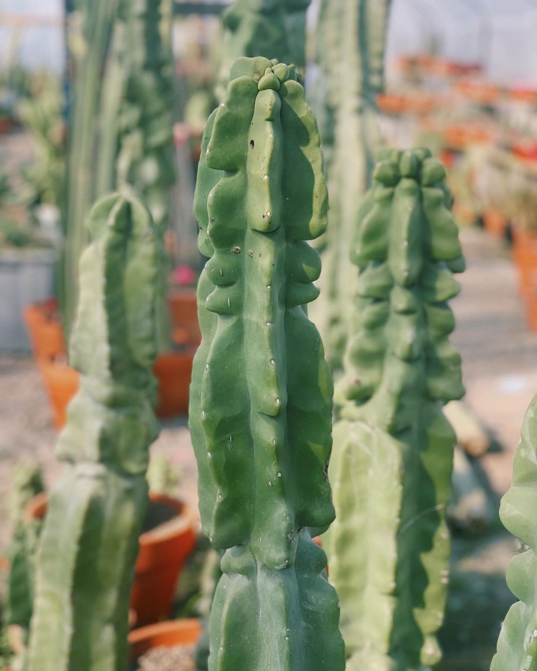 Totem Pole Cactus (Lophocereus Schottii)